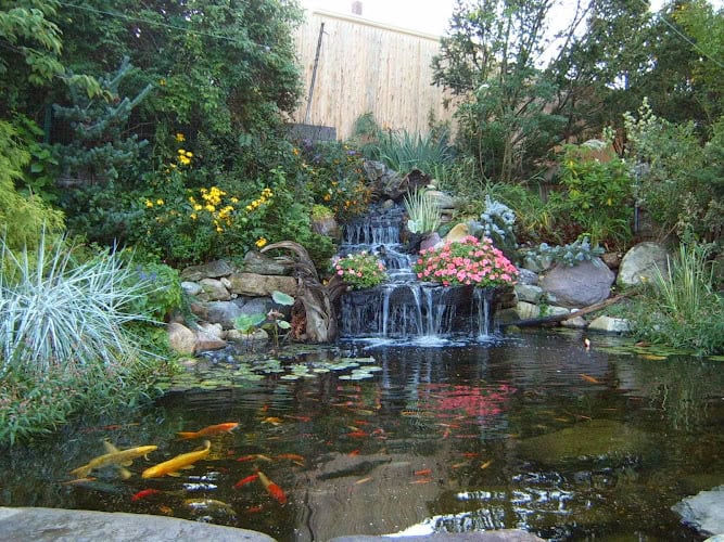 All Island Pond Design
